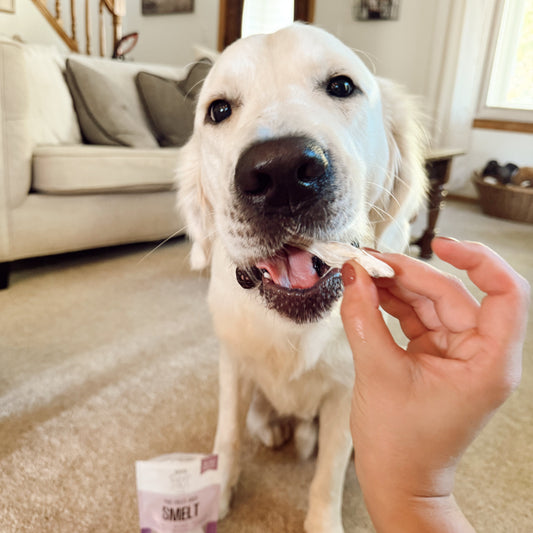 Dog being offered a treat with a package of treats on the floor in a home setting