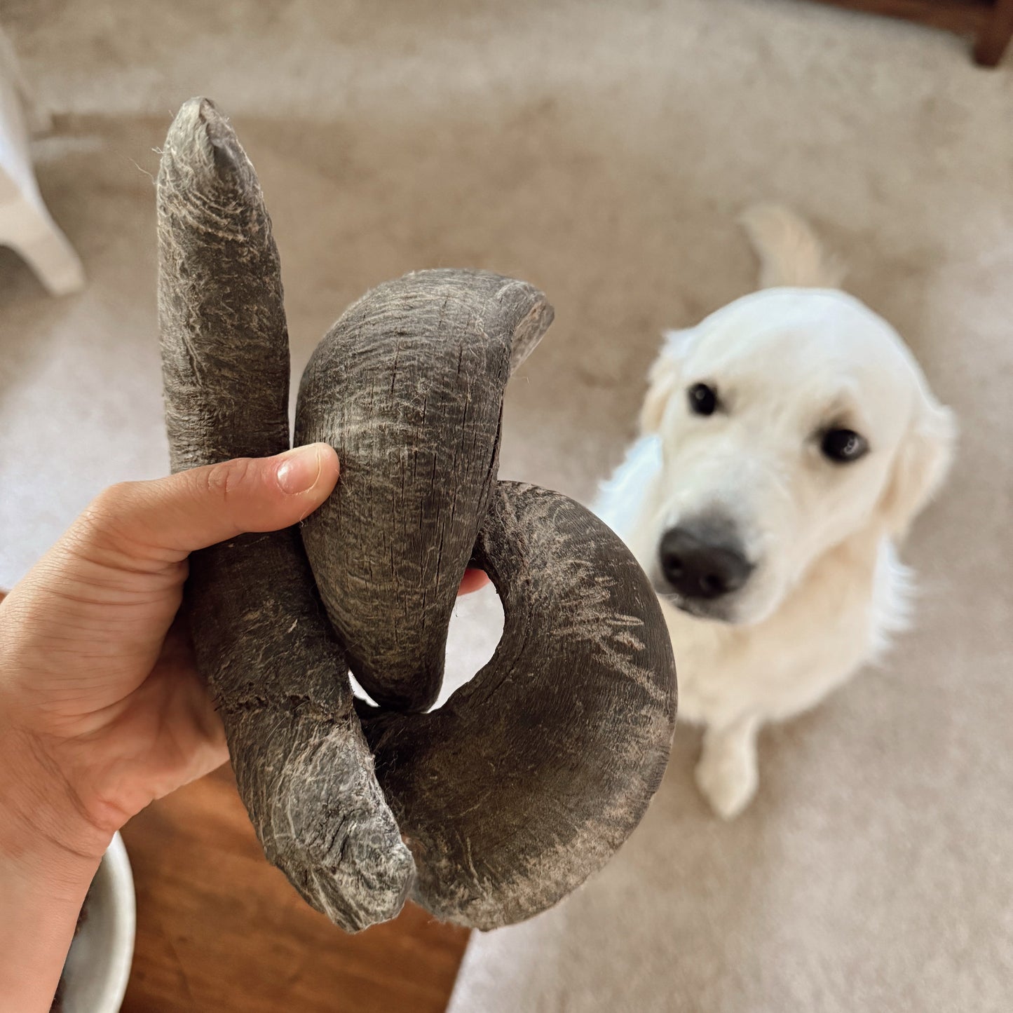 Person holding three water buffalo horns with a dog looking at them.