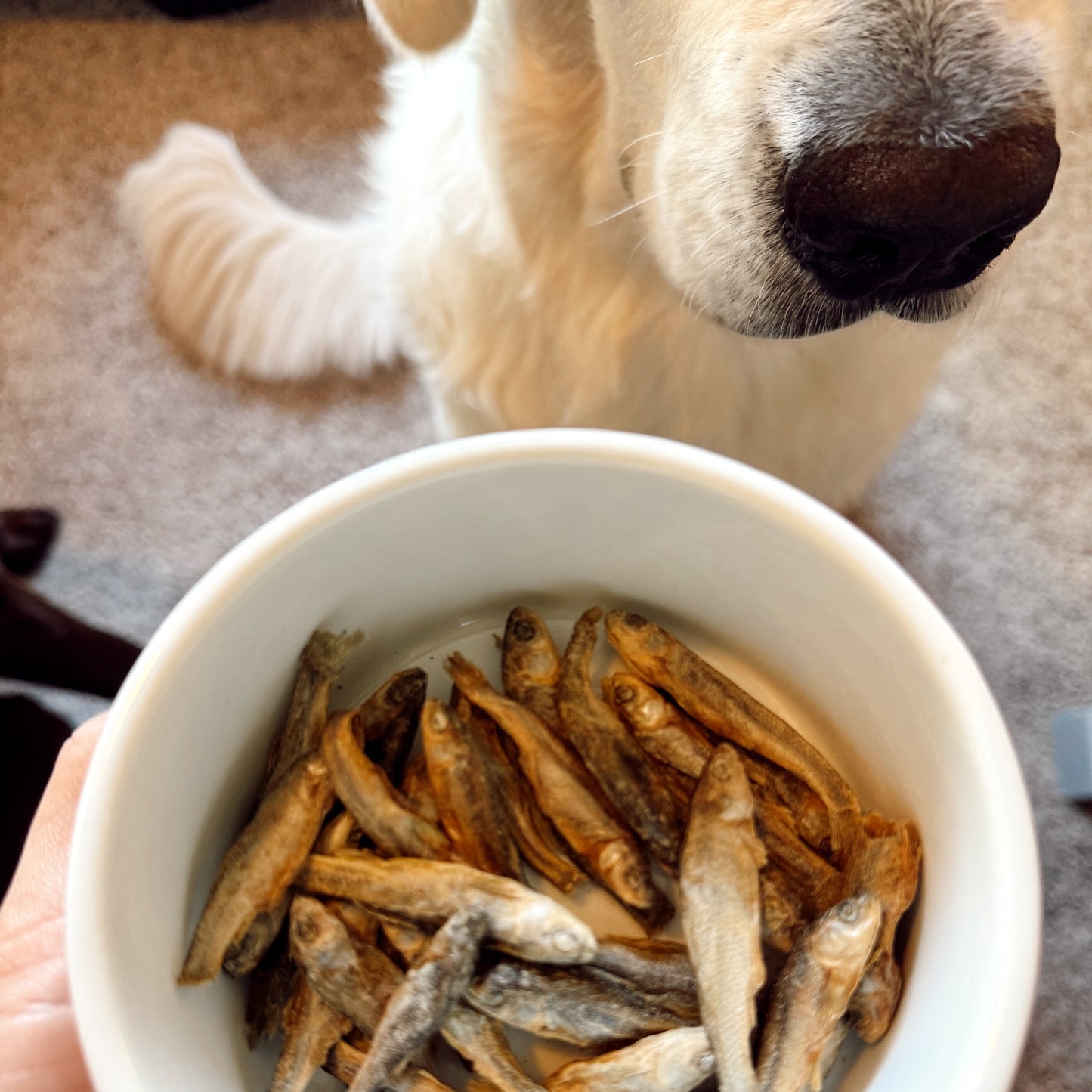 Small white bowl filled with dried fish next to a dog's face.