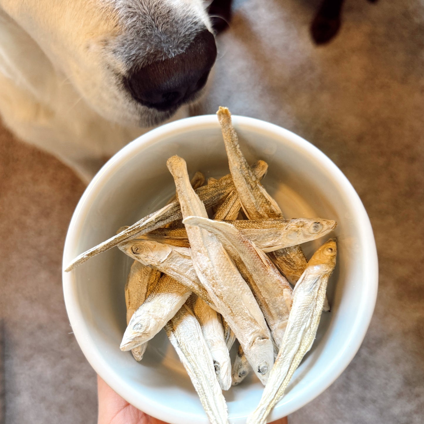 Dried dog treats in a white bowl held by a person, with a dog sniffing the treats.