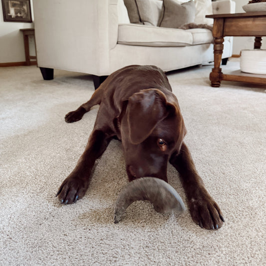 Chocolate Labrador retriever lying on a carpeted floor with a toy in a living room.