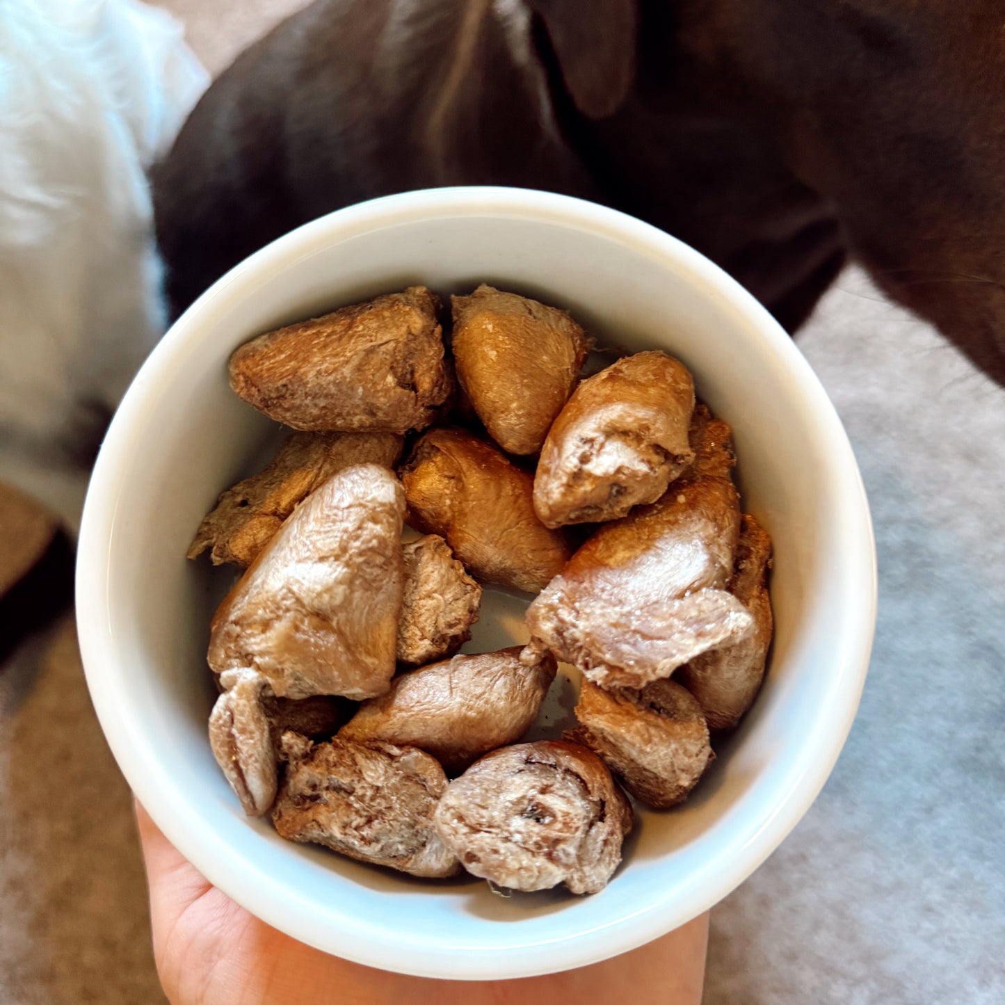 Person holding a white bowl filled with dog treats, with a dog looking on.