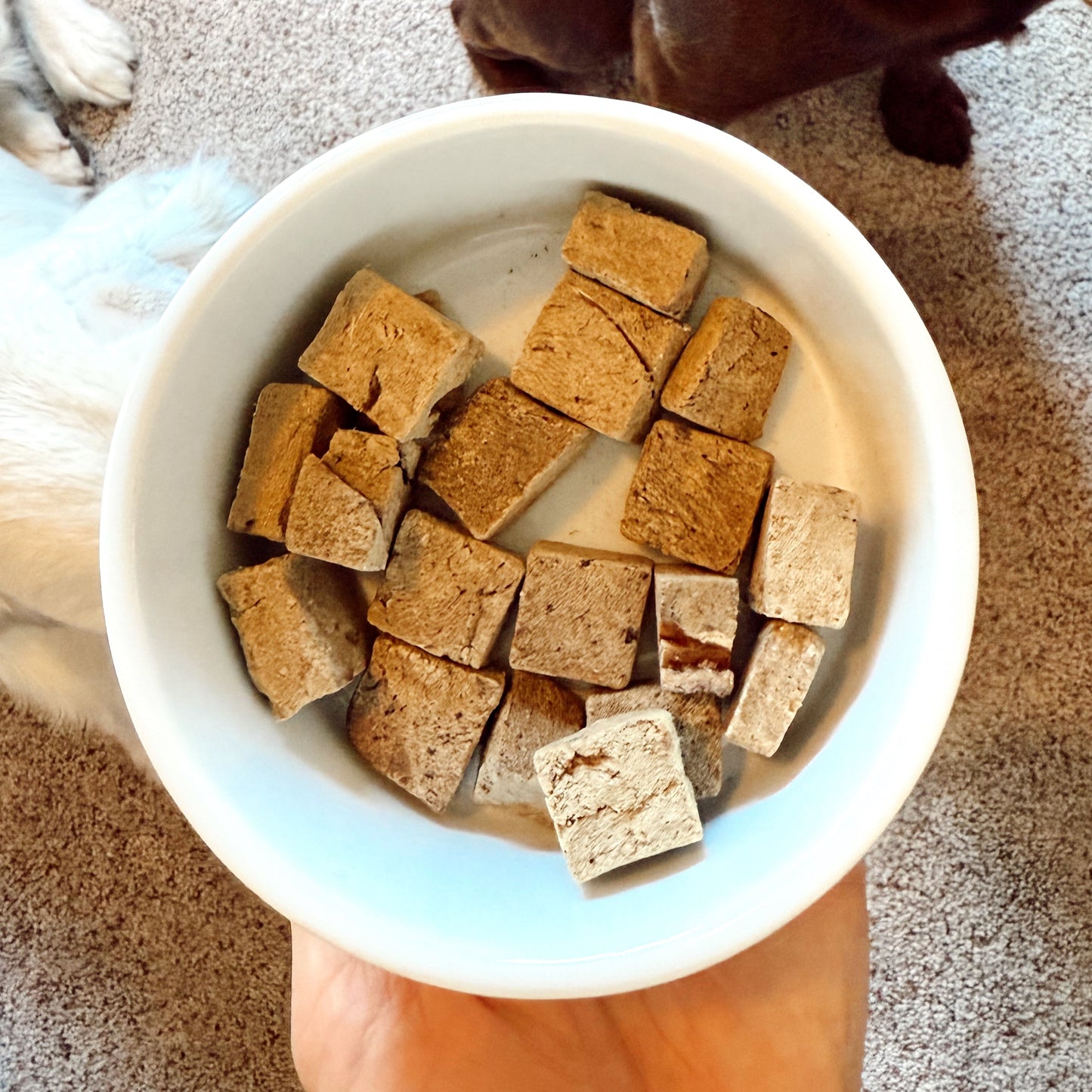 Dog looking at a bowl of dog treats on a carpeted floor.