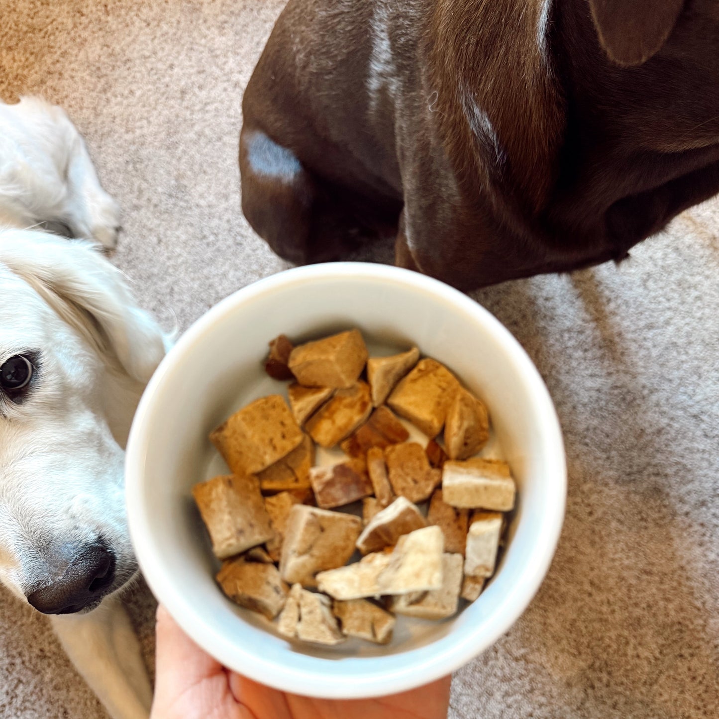 Person holding a bowl of dog treats with two dogs sniffing the bowl on a carpeted floor.