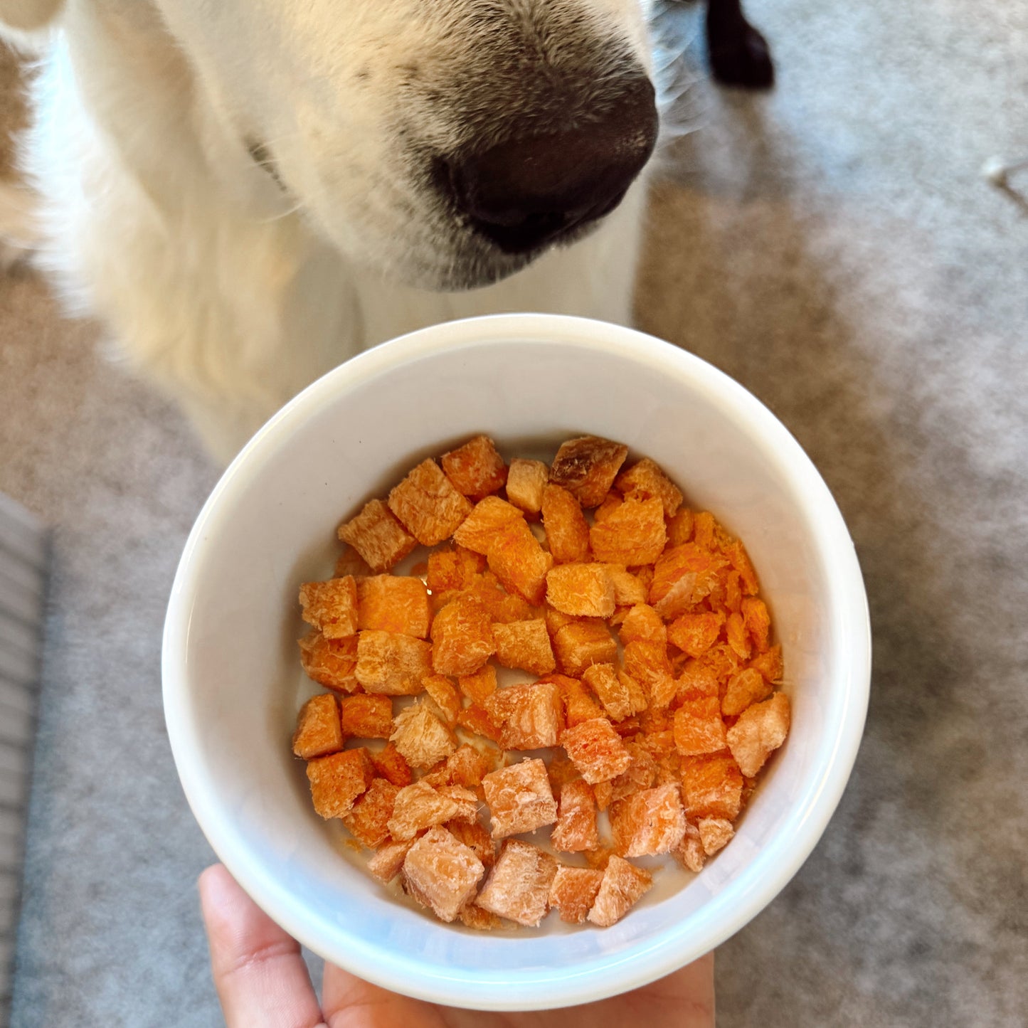 Hand holding a bowl of salmon dog treats with a dog sniffing the bowl in the background.
