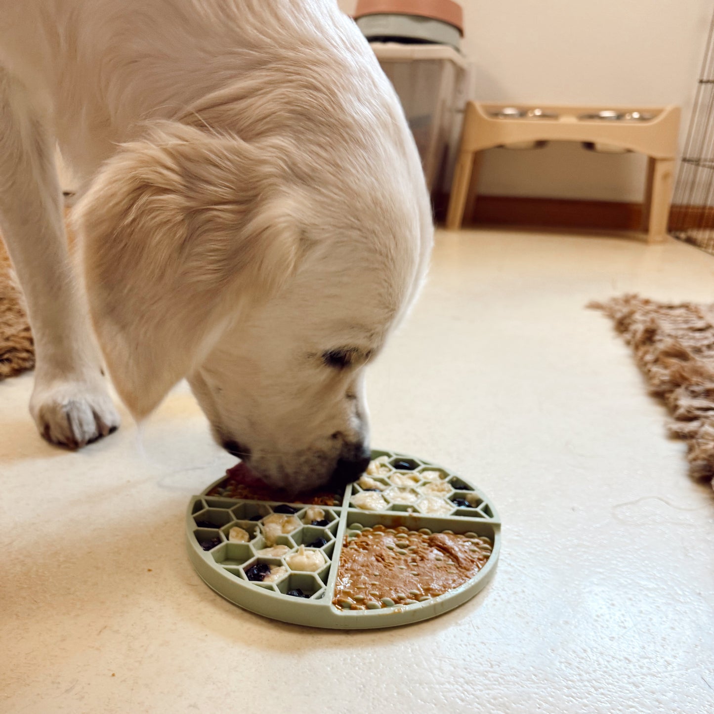 Dog eating from a lick mat with peanut butter, blueberries and bananas suctioned to a kitchen floor.