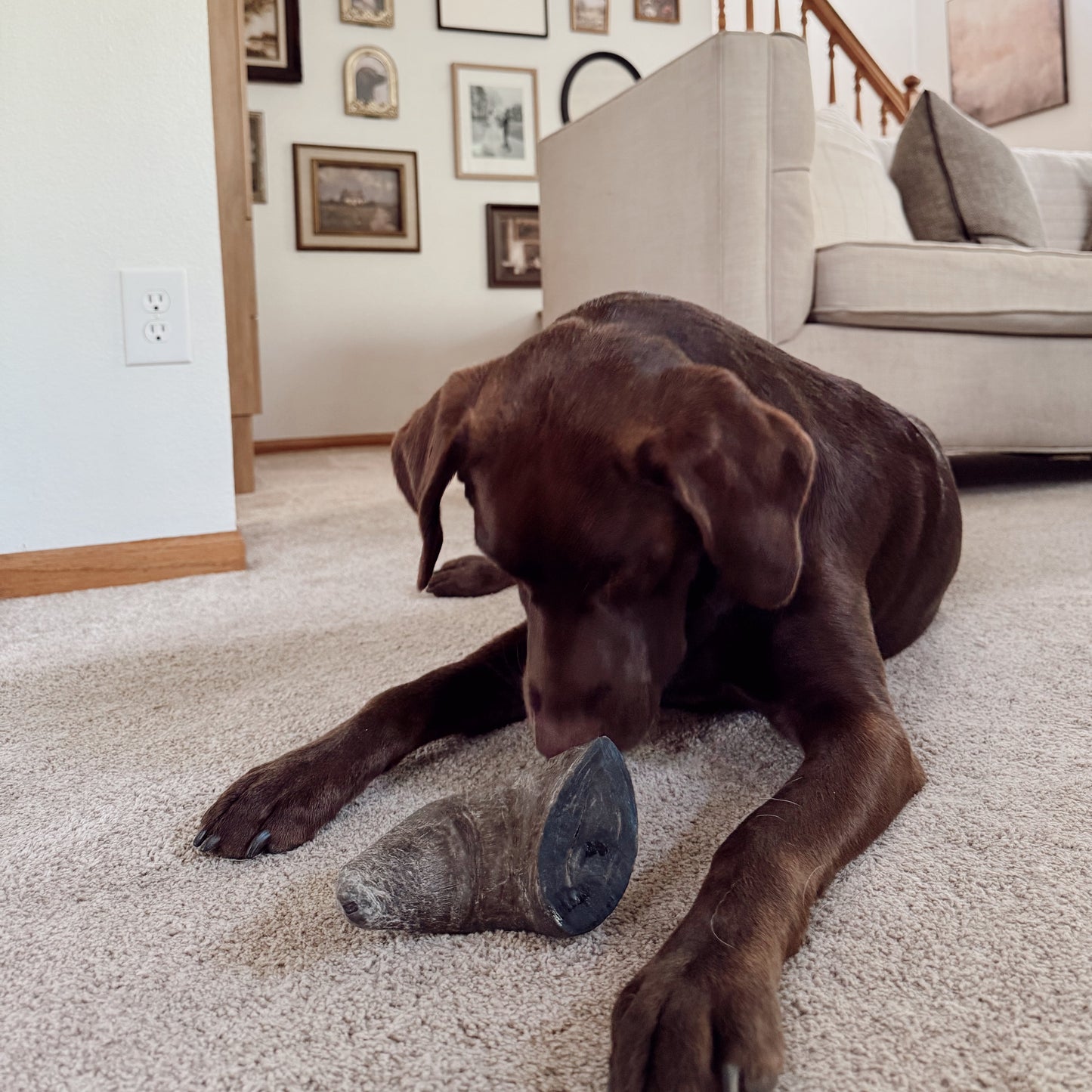 Water Buffalo Horns for Large Dogs – Healthy Rawhide Alternative Chew Treats for Strong Teeth & Gums (Digestible, All-Natural)