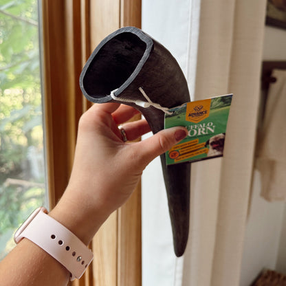 Hand holding a large black water buffalo horn in front of a window.