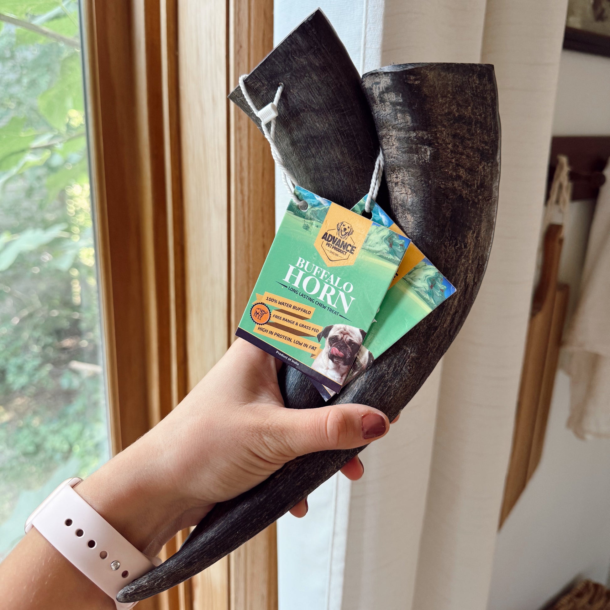 Person holding two large black water buffalo horns in front of a window.