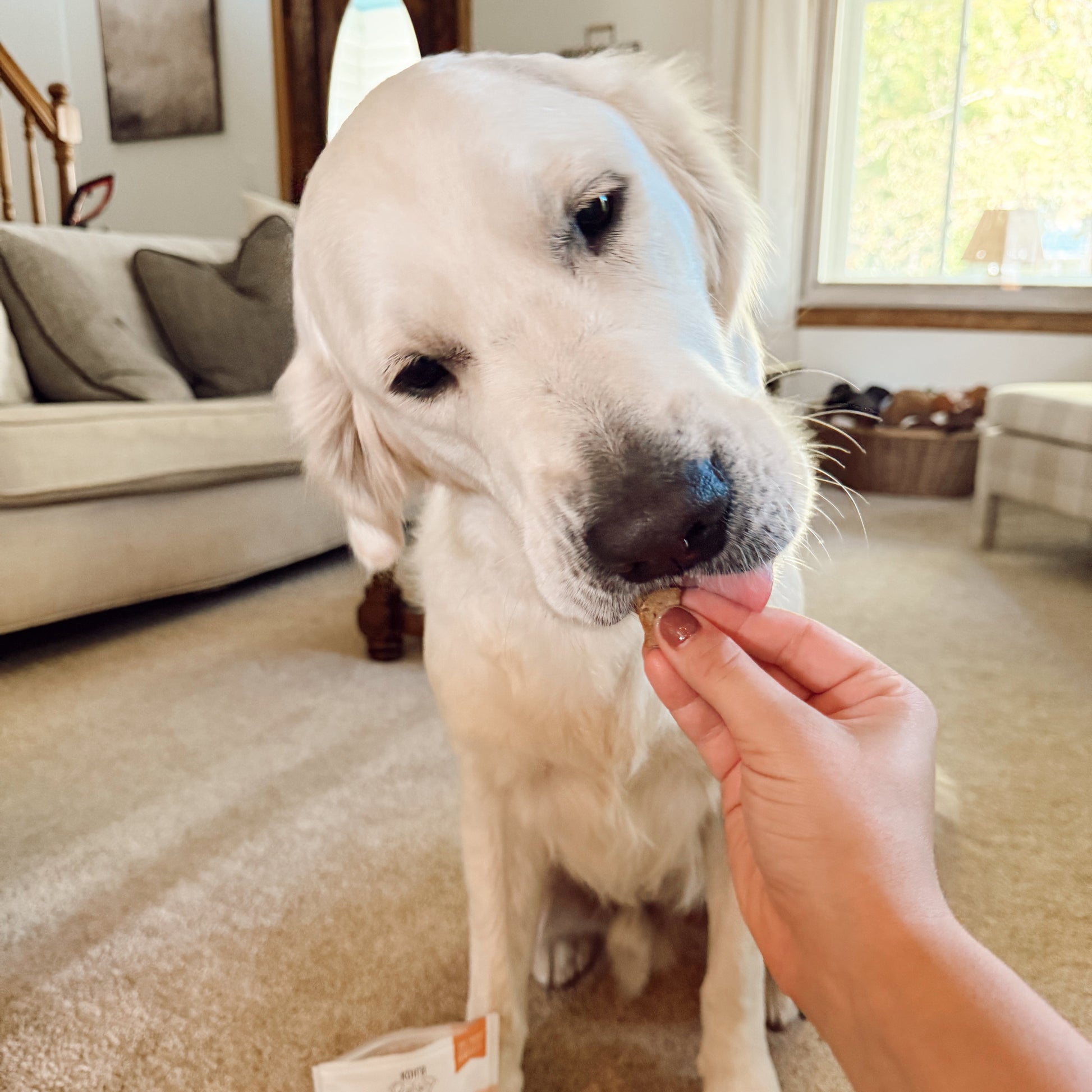 Dog being fed a treat with a package of Lamb Liver treats in the foreground.