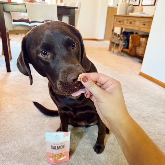 Dog being offered a treat with a bag of treats on the floor.
