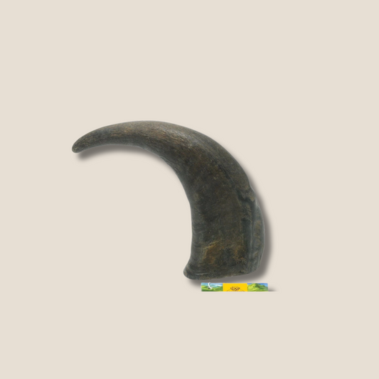 Water Buffalo Horns for Large Dogs – Healthy Rawhide Alternative Chew Treats for Strong Teeth & Gums (Digestible, All-Natural)