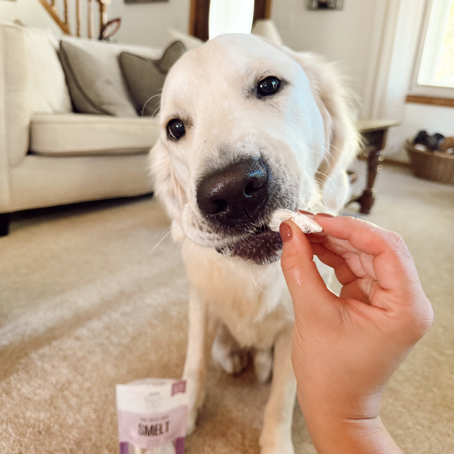 Dog being offered a treat with a package labeled 'Treats' in a home setting.