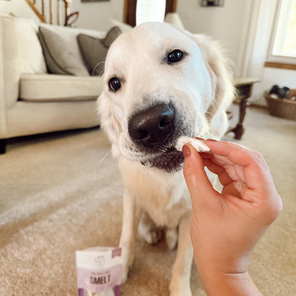 Dog being offered a treat with a package labeled 'Treats' in a home setting.