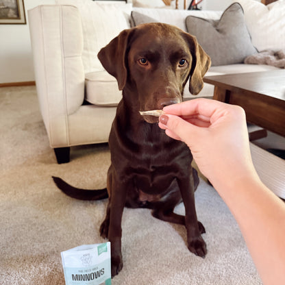 Dog sitting on a carpeted floor with a person offering a treat, with a package of treats in the foreground.