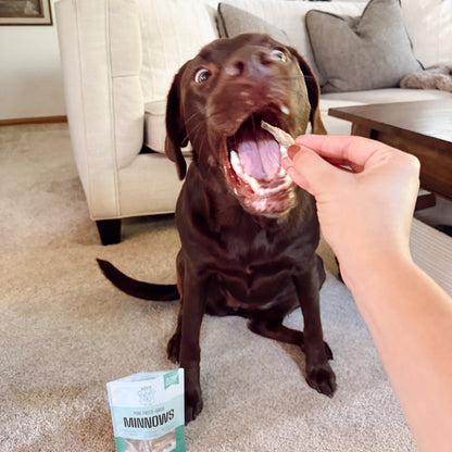 Dog sitting on a carpeted floor in a living room, being offered a treat by a person.
