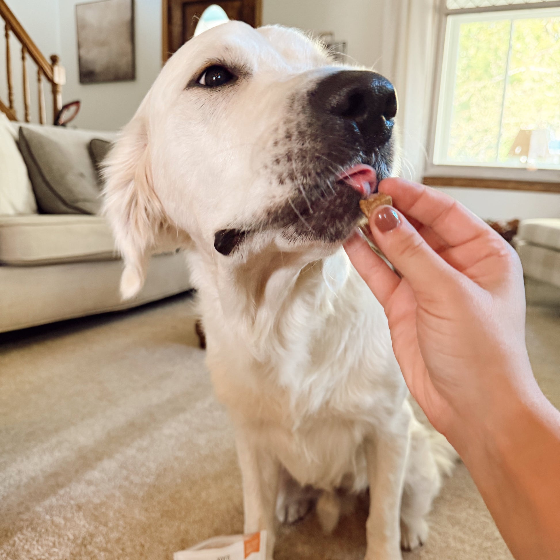 Dog being fed a treat by a person in a home setting.