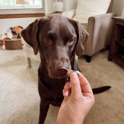 Freeze-Dried Minnow – Lean High-Protein Training Treats for All Dogs (Single-Ingredient, Grain-Free, Low-Fat)