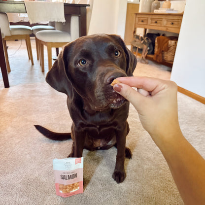 Dog sitting on a carpeted floor with a person pointing at a package of salmon treats.