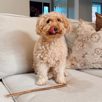 Small dog sitting on a couch with a bully stick in a living room.