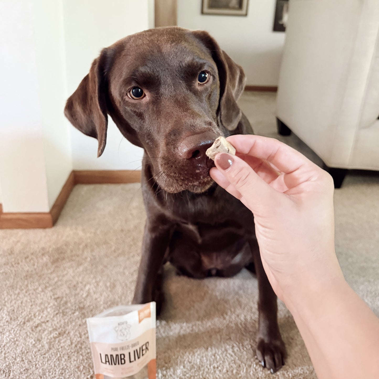 Dog sitting on a carpeted floor being offered a treat with a package labeled 'Lamb Liver' in the foreground.