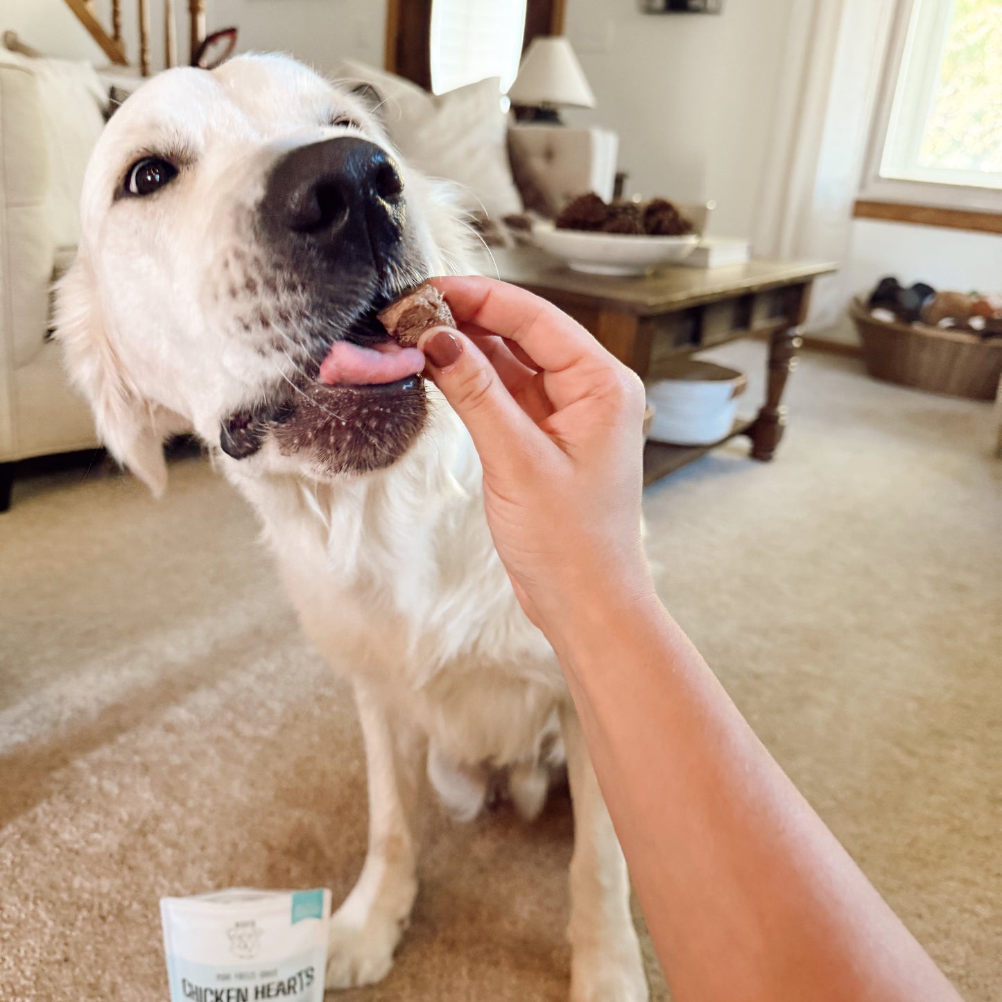 Dog being fed a treat with a hand, in a home setting.