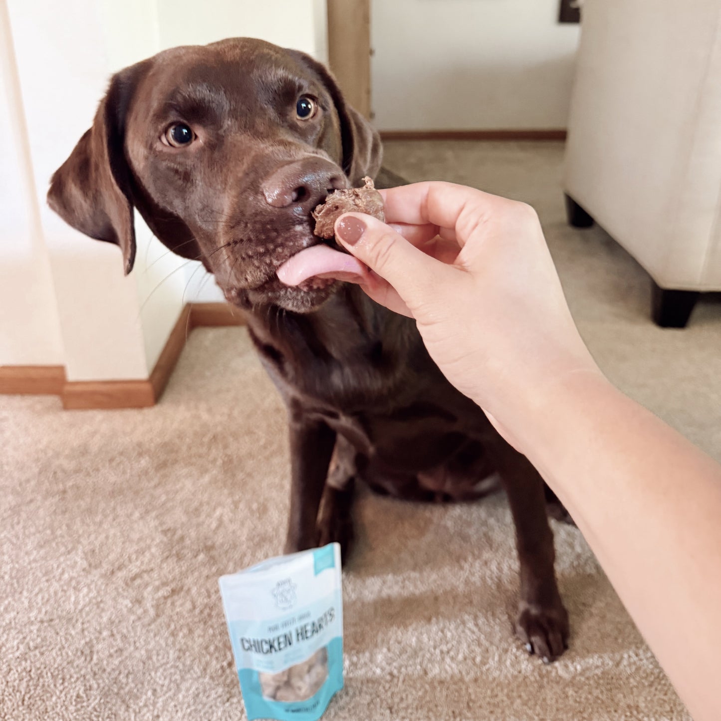 Dog being fed a treat with a package of treats on the floor