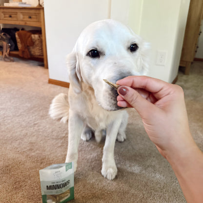 White dog being offered a treat by a hand on a carpeted floor with a minnows product visible.