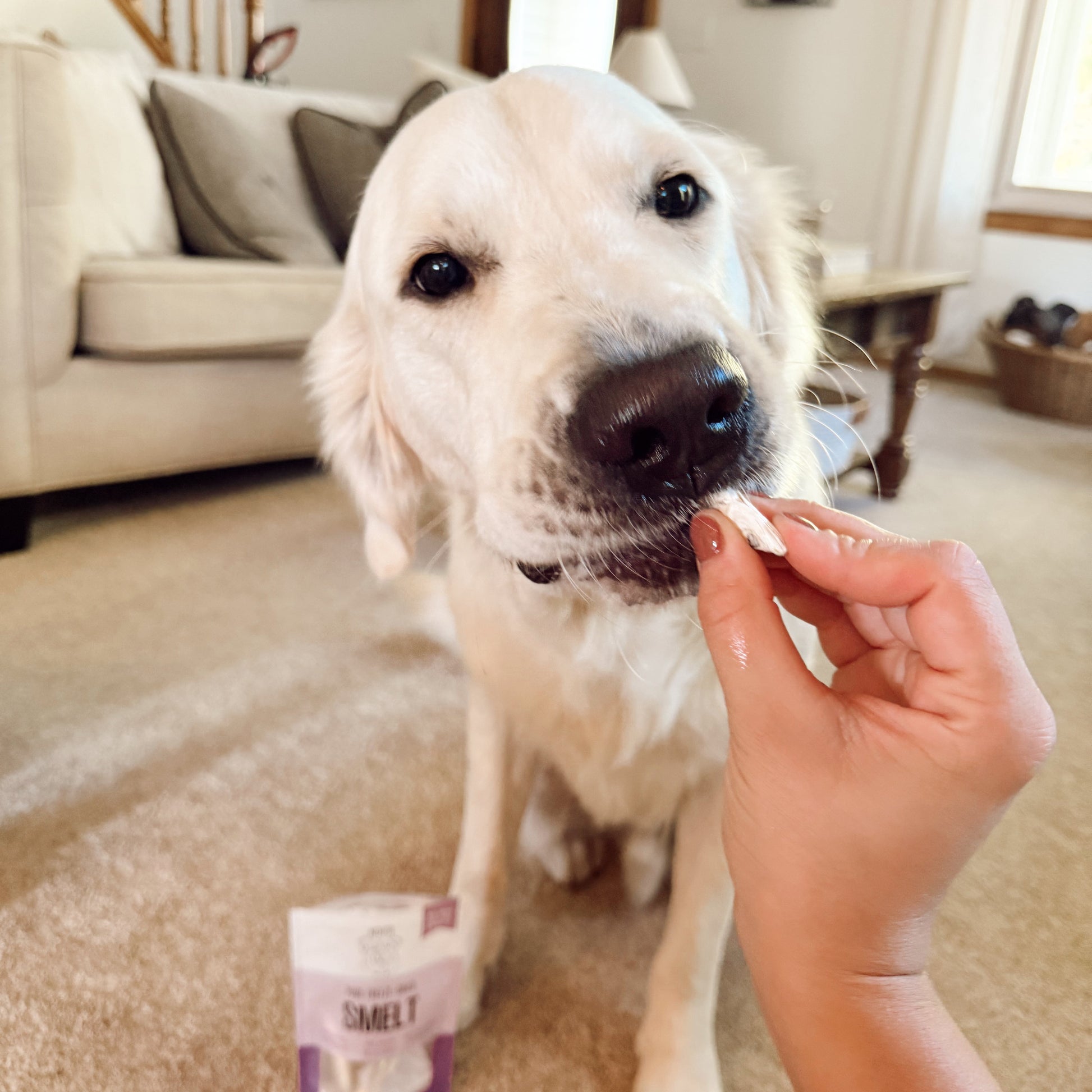 Dog eating a treat held by a person in a living room setting.