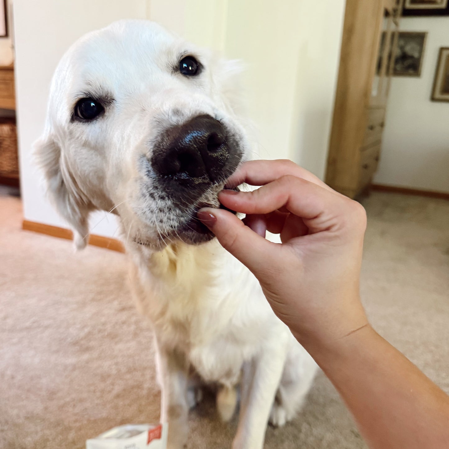 White dog being fed a treat by a hand, with a package of beef liver treat on the floor.