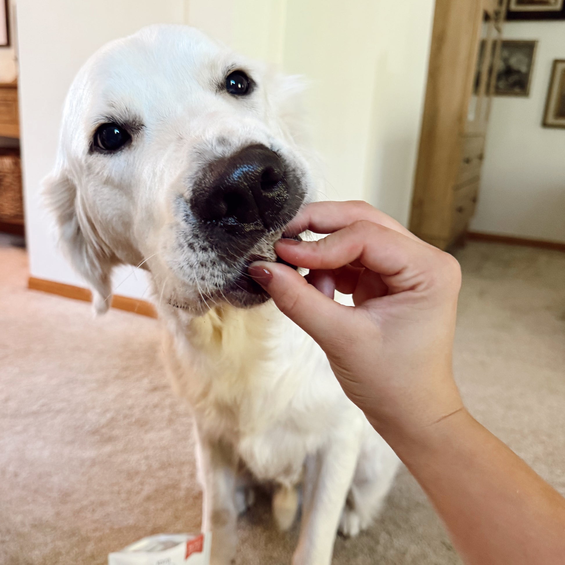 White dog being fed a treat by a hand, with a package of beef liver treat on the floor.