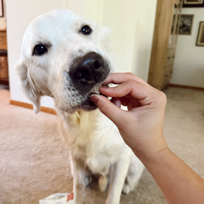 White dog being fed a treat by a hand, with a package of beef liver treat on the floor.