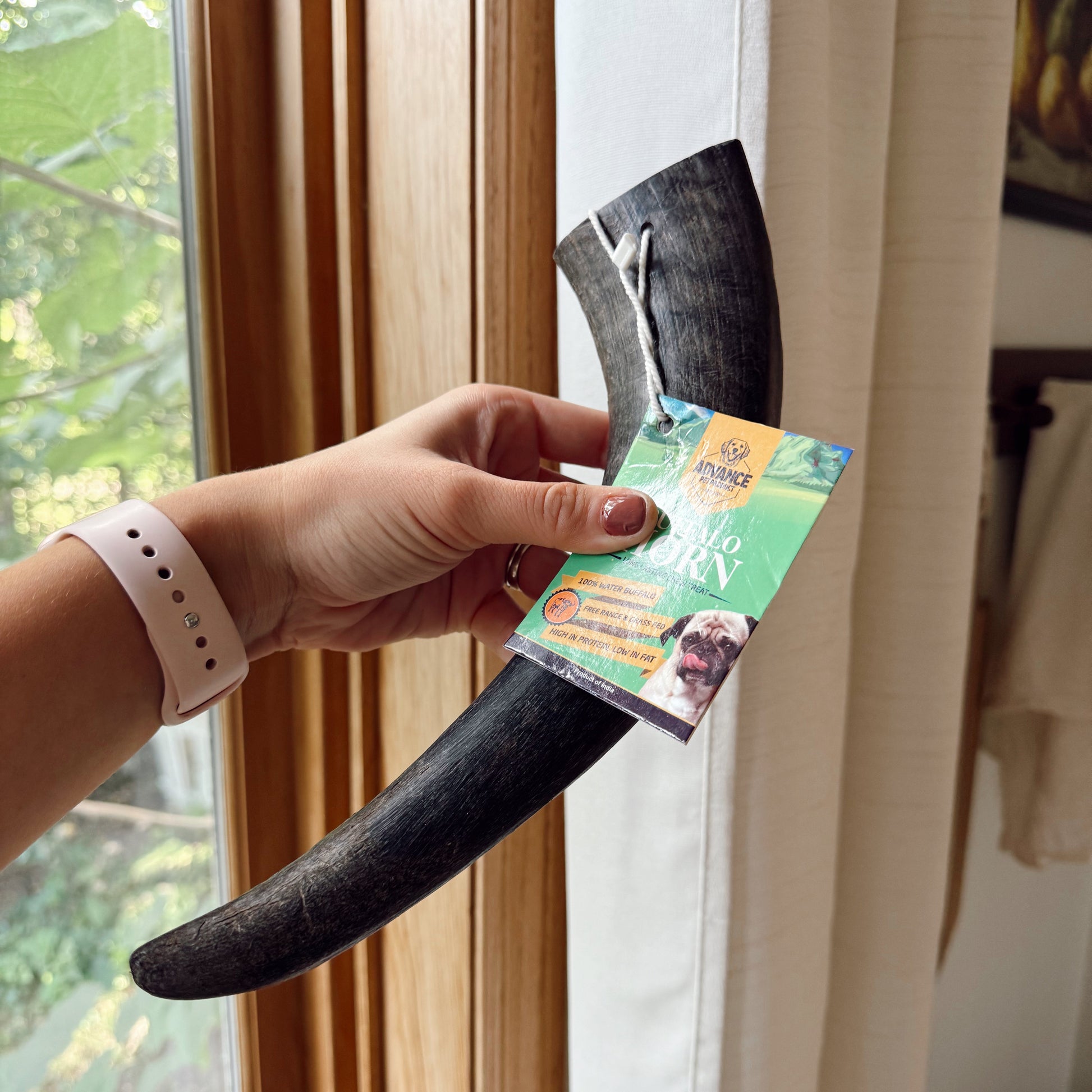 Person holding a large black water buffalo horn by a window.