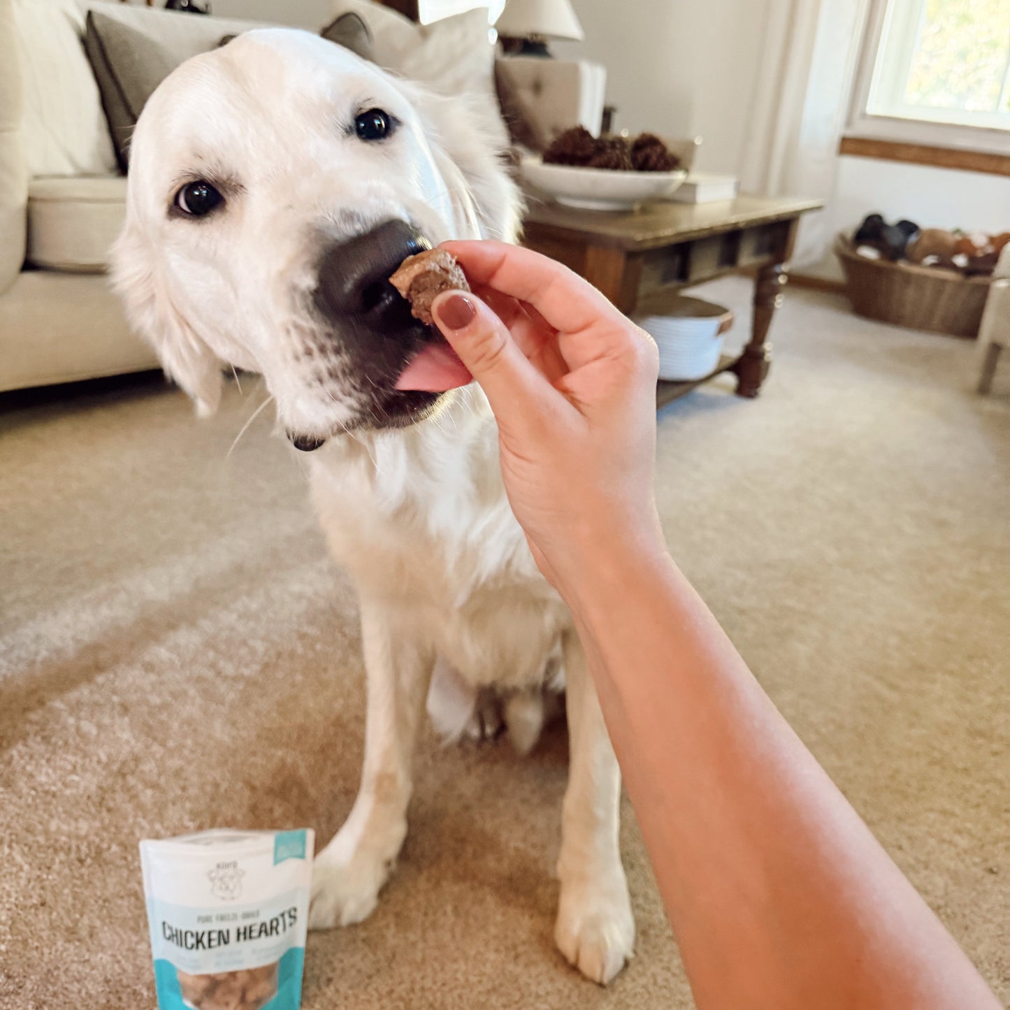 Dog being fed a treat in a living room with a package of treats on the floor.