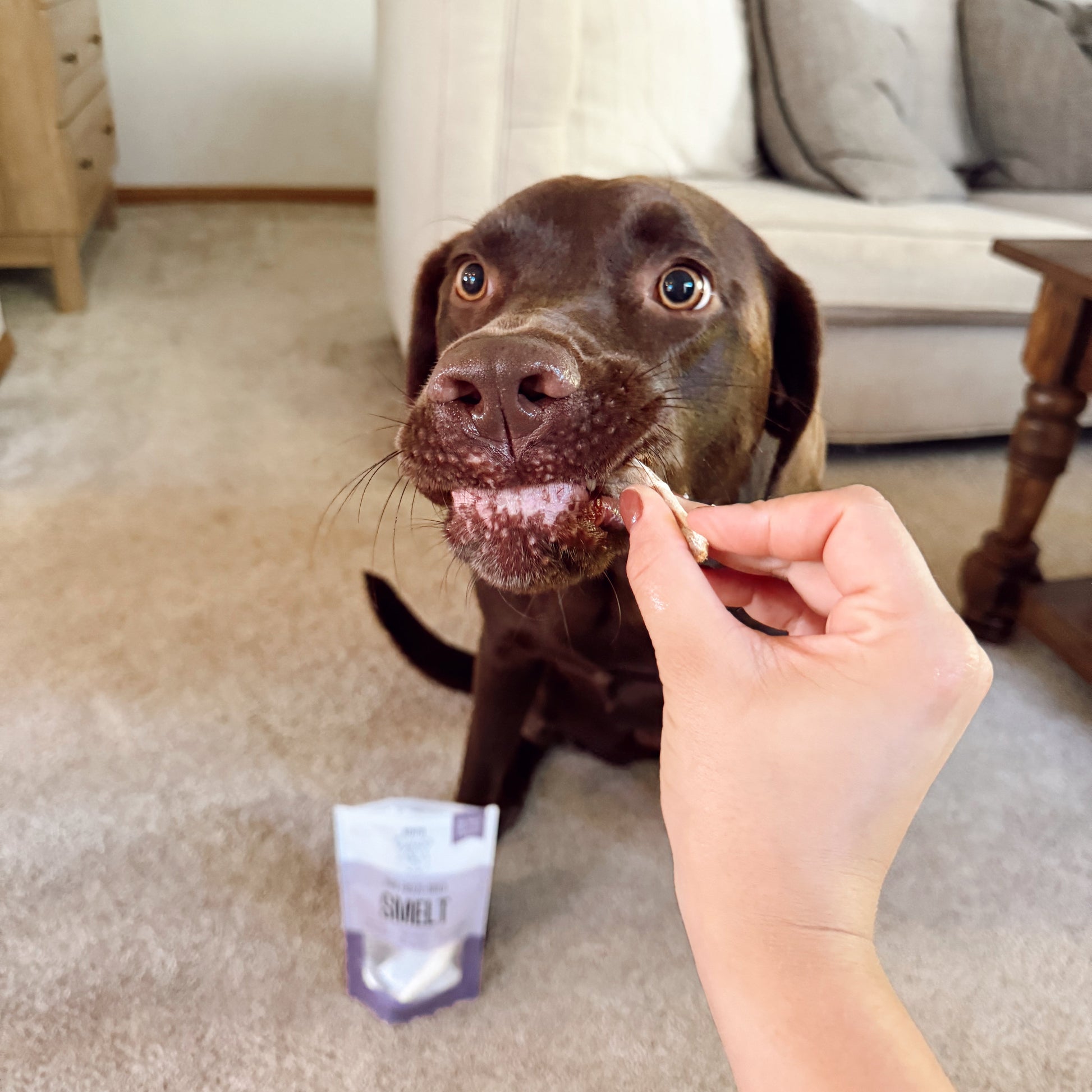 Dog being offered a treat by a person in a living room setting