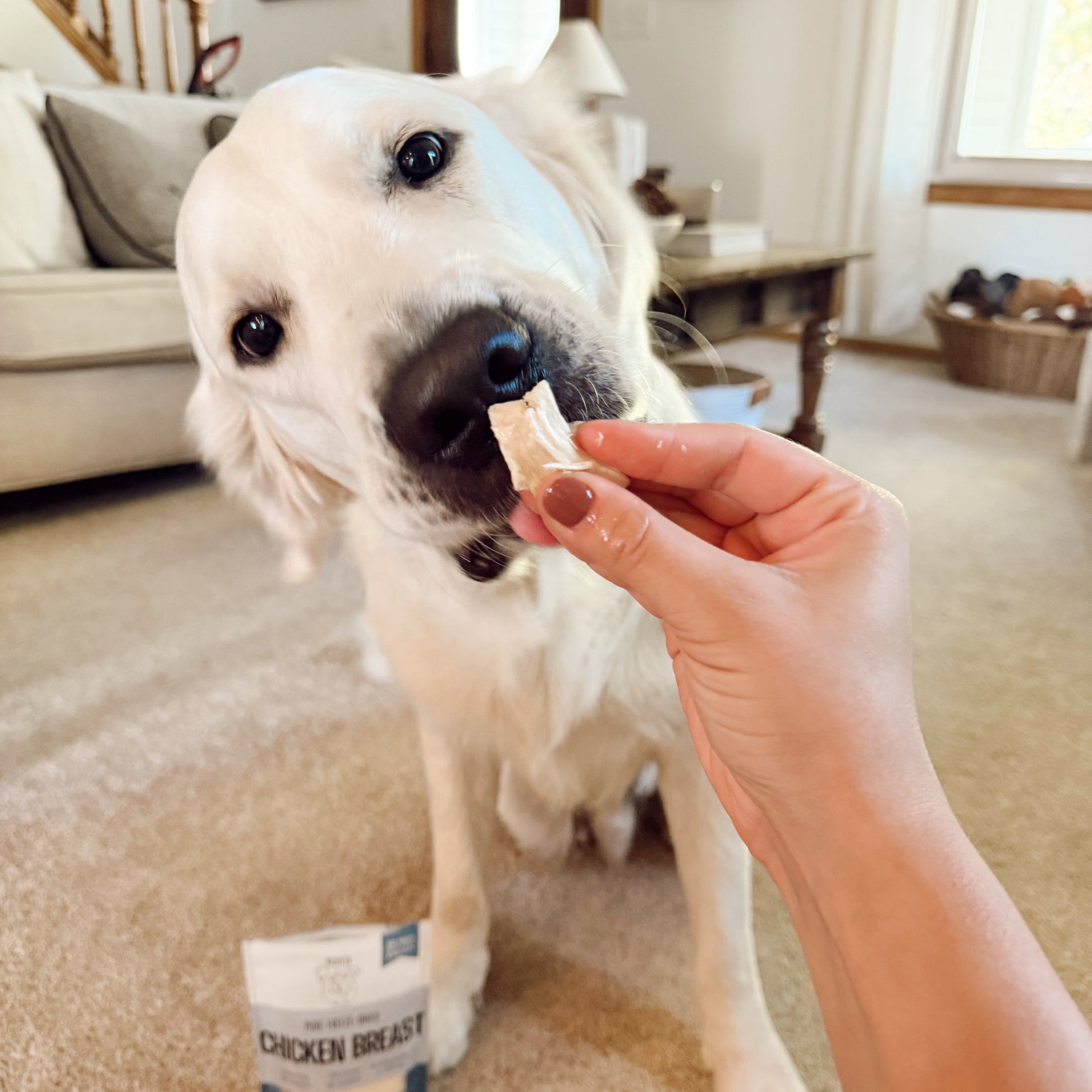 Dog being offered a treat with a package labeled 'Chicken Breast' in a home setting.