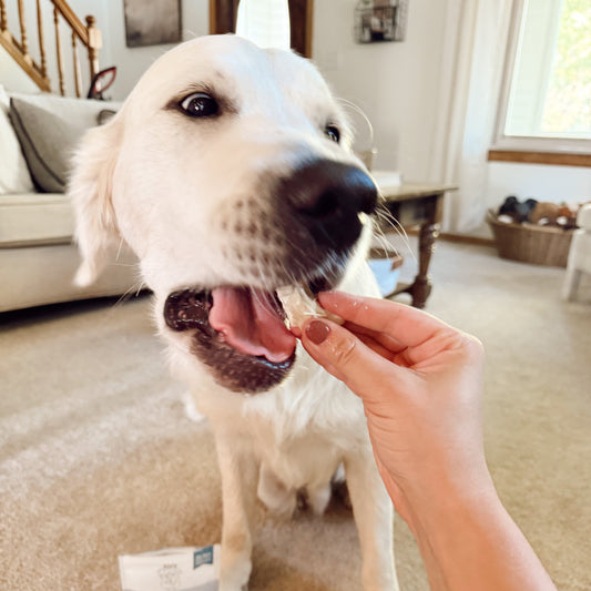 Dog being fed a treat by a person in a home setting.