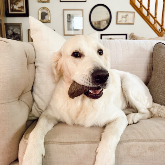 White dog sitting on a beige sofa in a living room with framed pictures on the wall.