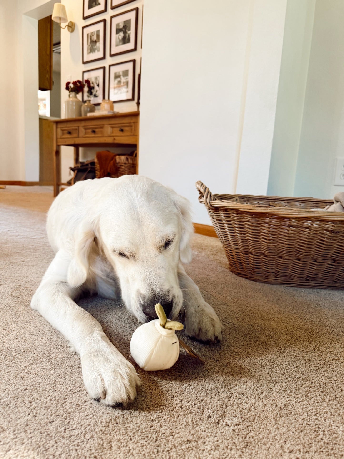 Interactive Garlic Pop Snuffle Dog Enrichment Toy - Nosework for Mental Stimulation (Washable, S/M)