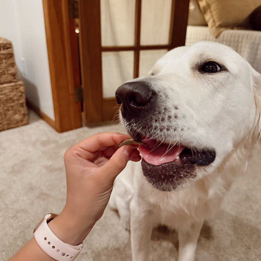 White dog being fed a treat by a person indoors.