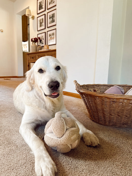 Interactive Boucle Ball Snuffle Dog Enrichment Toy - Nosework for Mental Stimulation (Washable, M/L)