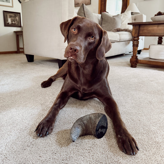 Water Buffalo Horns for Large Dogs – Healthy Rawhide Alternative Chew Treats for Strong Teeth & Gums (Digestible, All-Natural)
